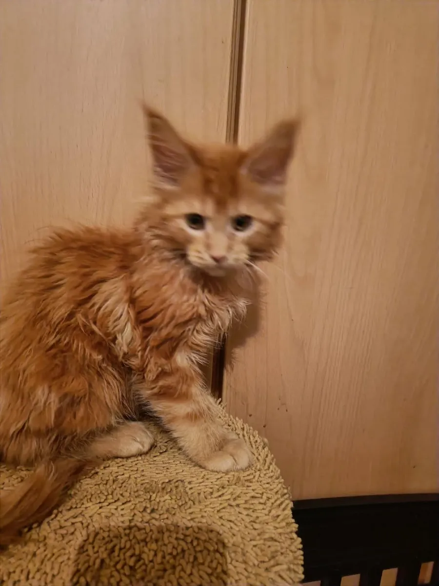 Maine Coon kitten Hugo is for sale   WCF - Image 4