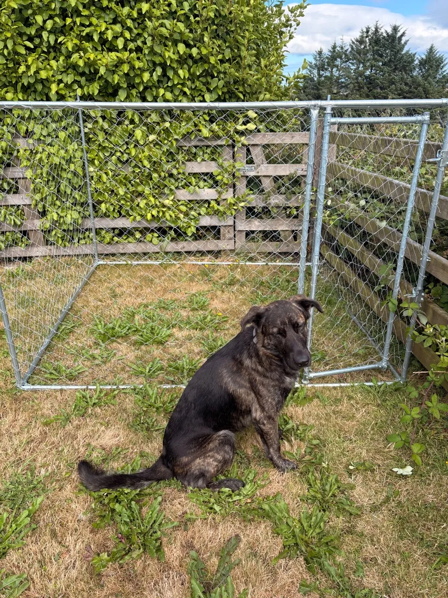 Outdoor dog enclosure - Image 2
