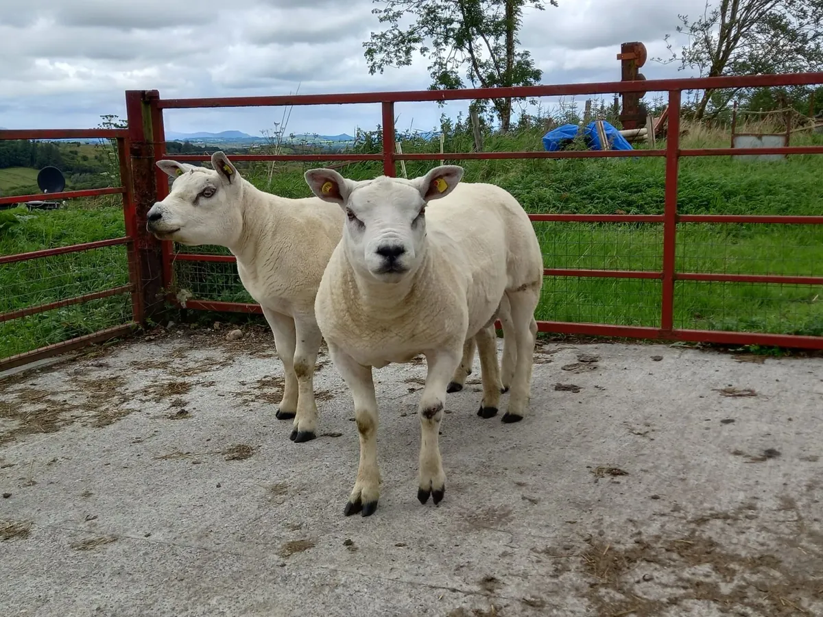 Pedigree Texel Rams - Image 1
