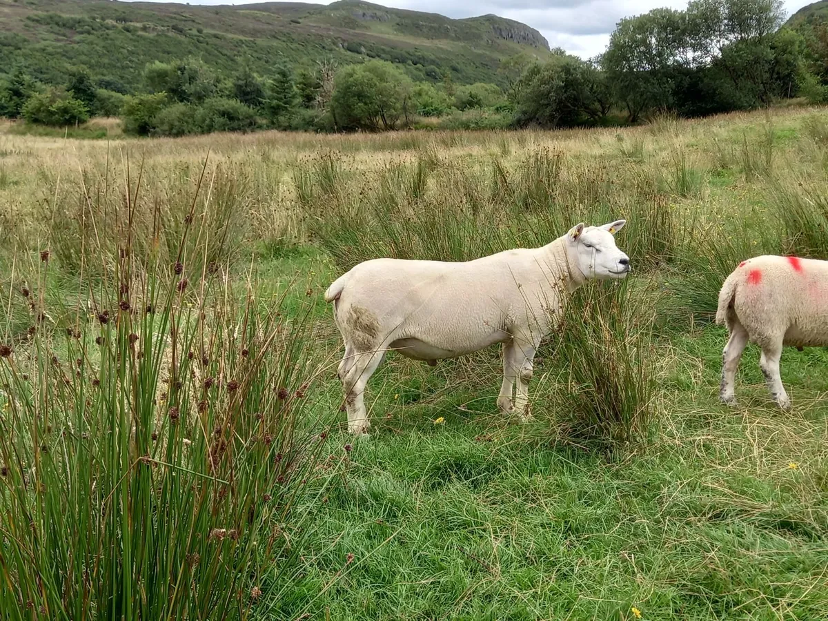 Pedigree Texel Rams - Image 2