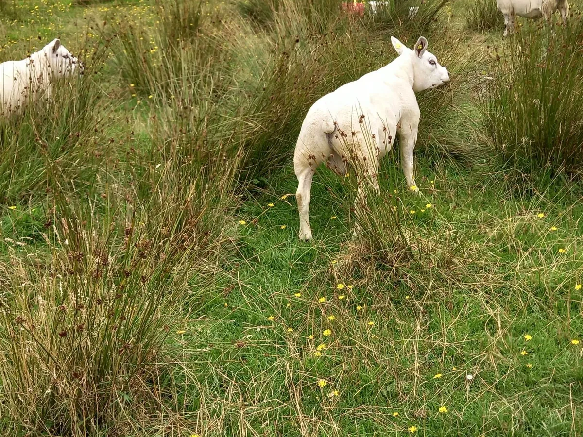 Pedigree Texel Rams - Image 3