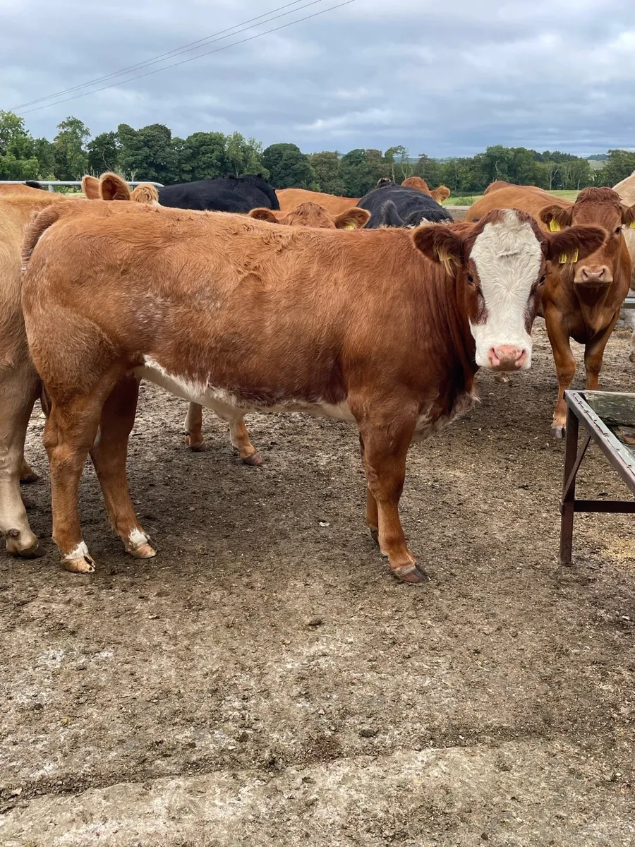 Bulling heifers  for saintfield mart - Image 1