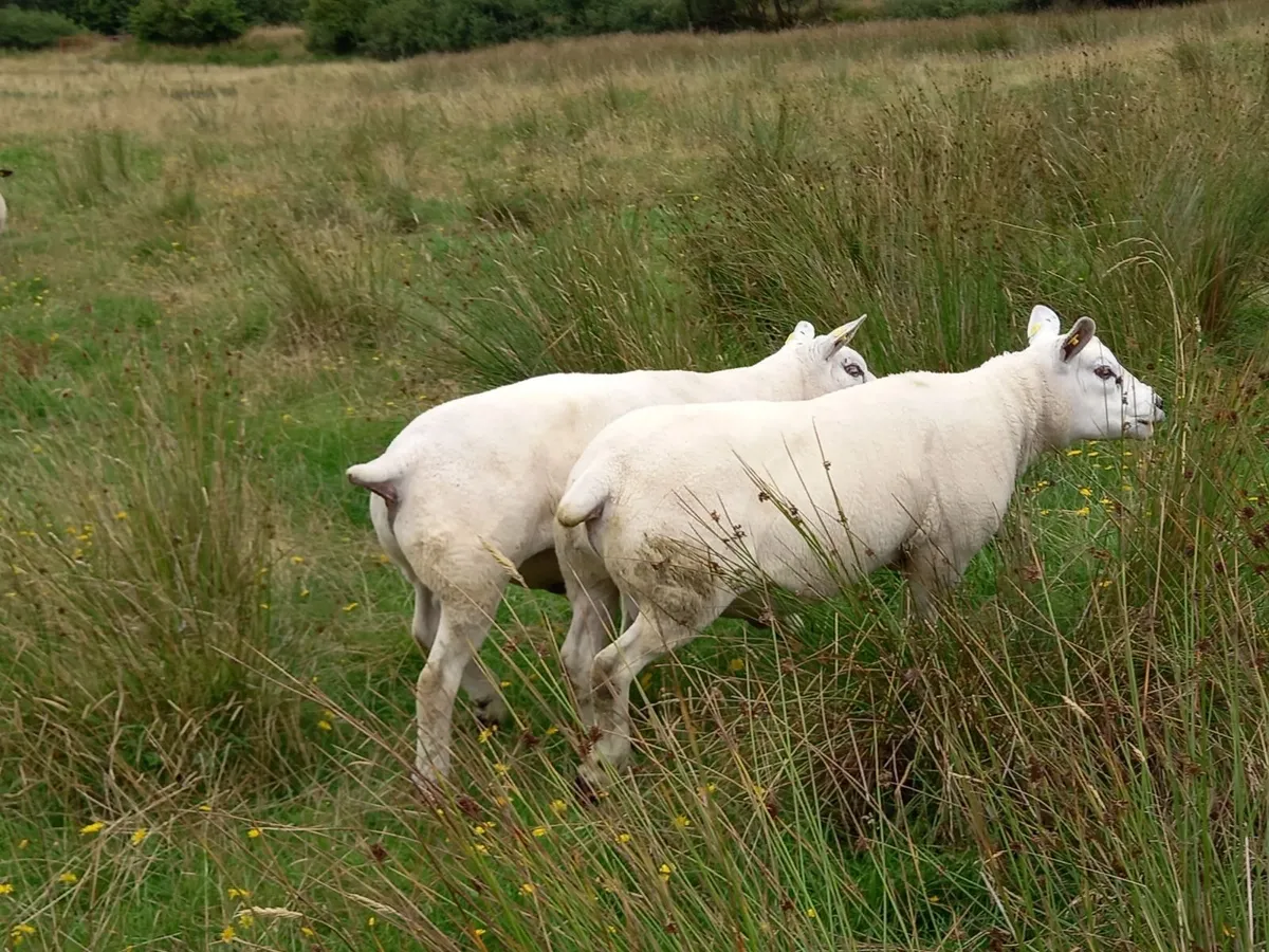 Pedigree Texel Rams - Image 4