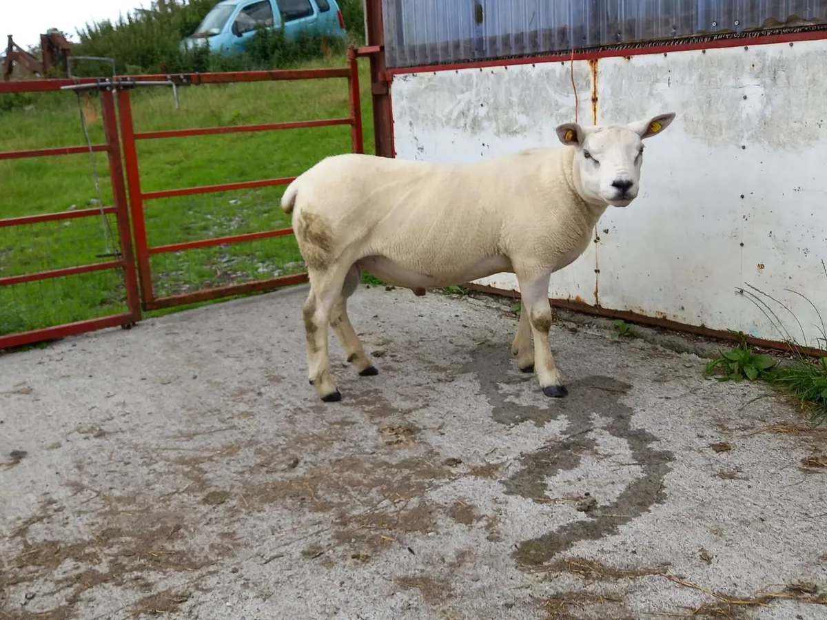 Pedigree Texel Ram - Image 1