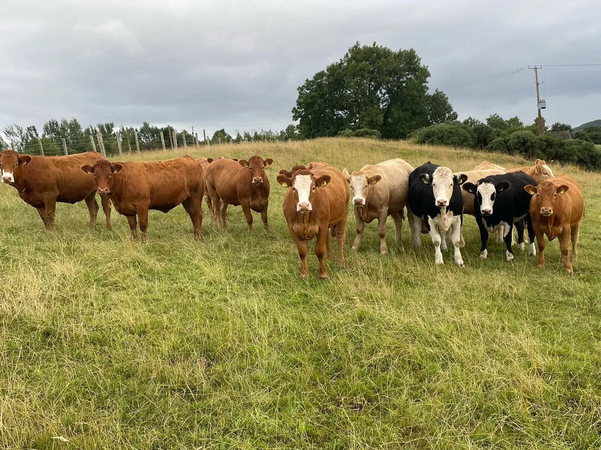 Bulling heifers  for saintfield mart - Image 2