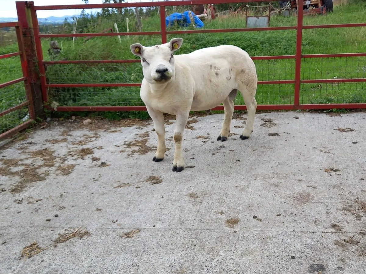 Pedigree Texel Rams - Image 4