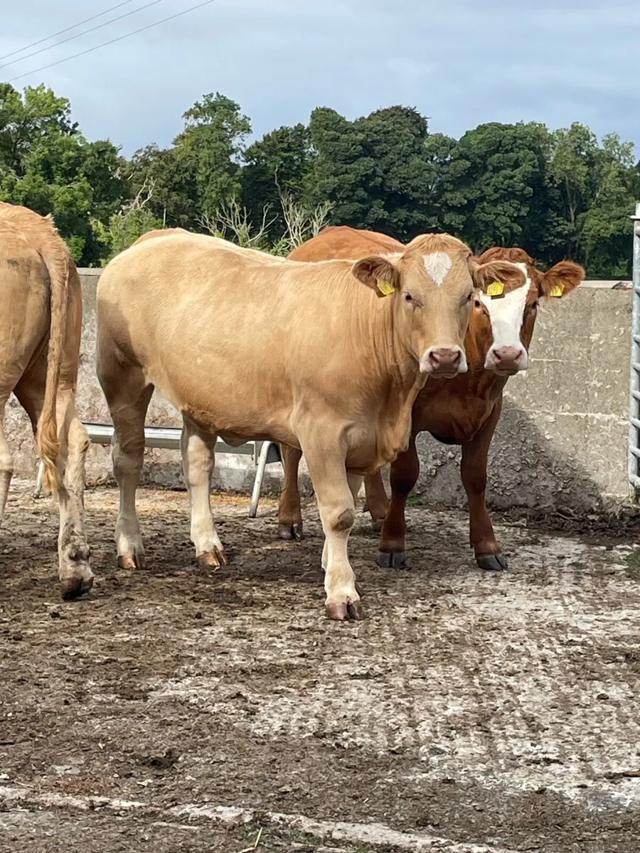 Bulling heifers  for saintfield mart - Image 3
