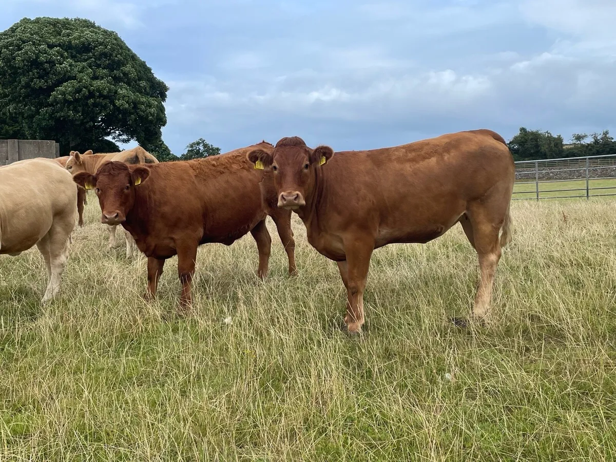 Bulling heifers  for saintfield mart - Image 4