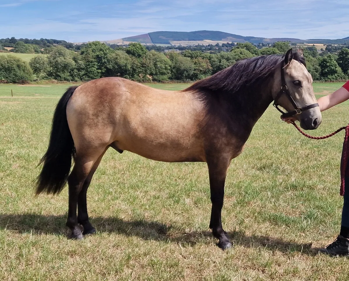 Connemara 2 yr old gelding - Image 2