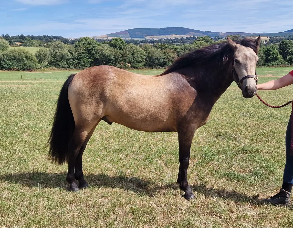 Connemara 2 yr old gelding - Image 3