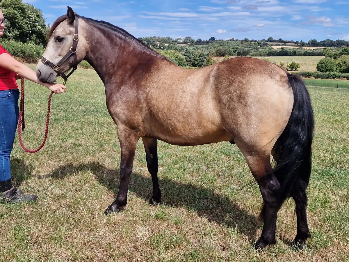 Connemara 2 yr old gelding - Image 4