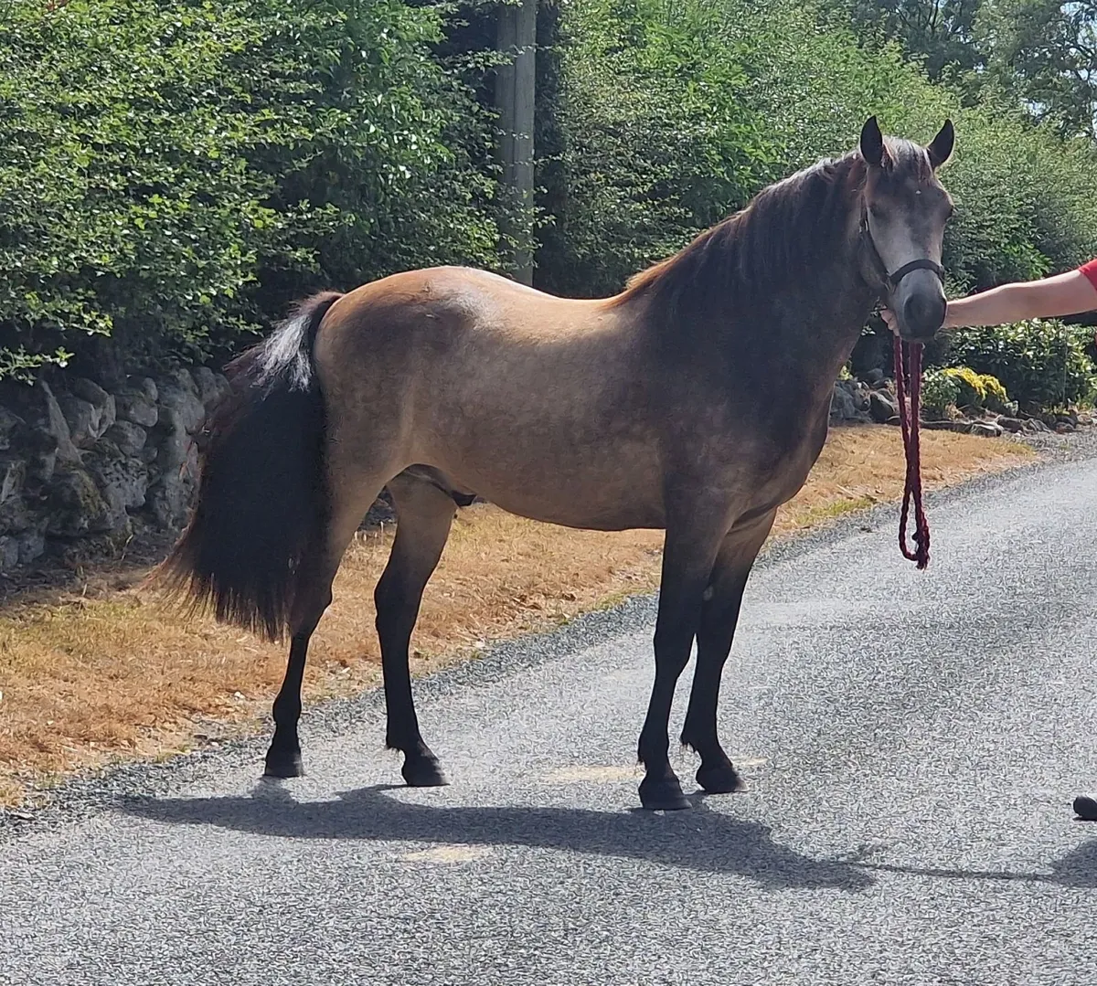 Connemara 2 yr old gelding - Image 1