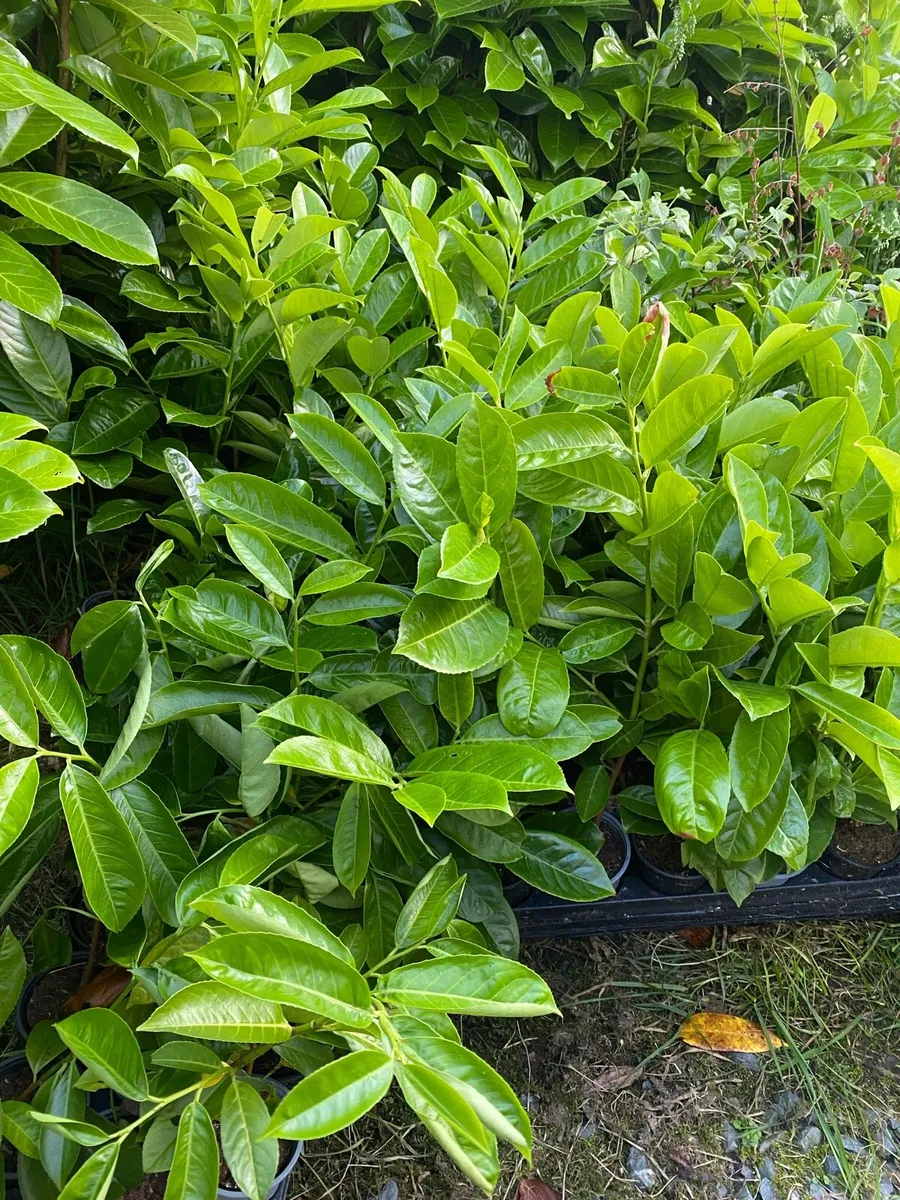 Laurel hedging 1.5foot tall - Image 3