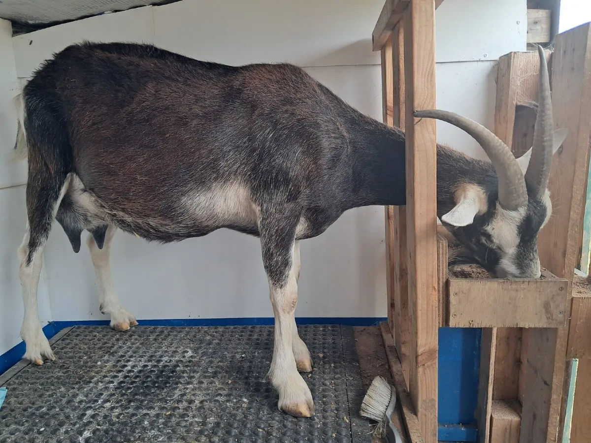 Goats in milk - Image 1