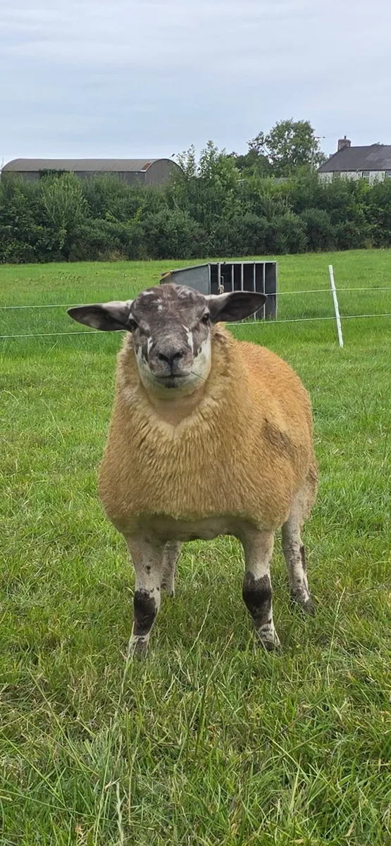 Texel Ram Lambs & Shearling and SuffTex Ram Lambs - Image 1