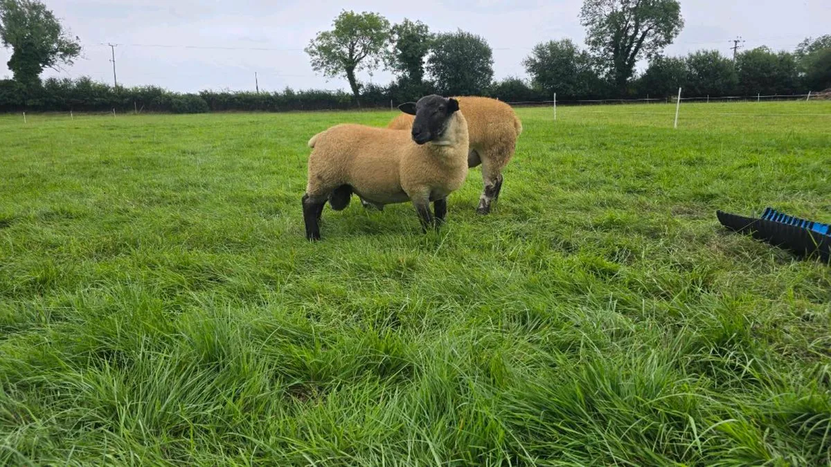 Texel Ram Lambs & Shearling and SuffTex Ram Lambs - Image 2