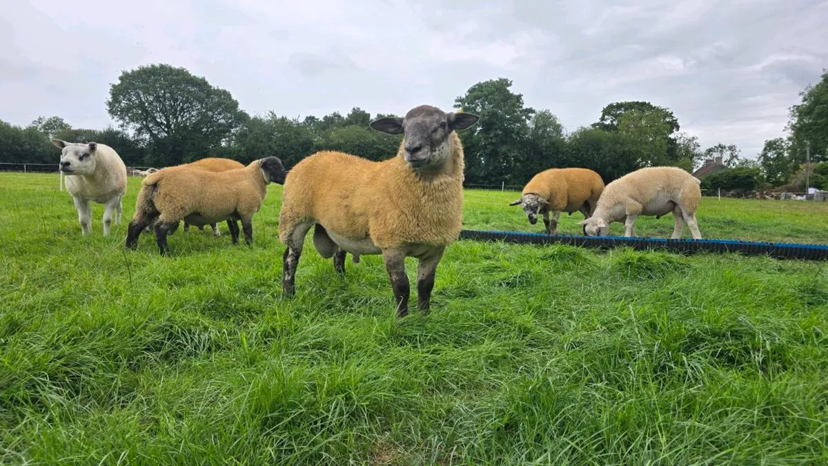 Texel Ram Lambs & Shearling and SuffTex Ram Lambs - Image 3