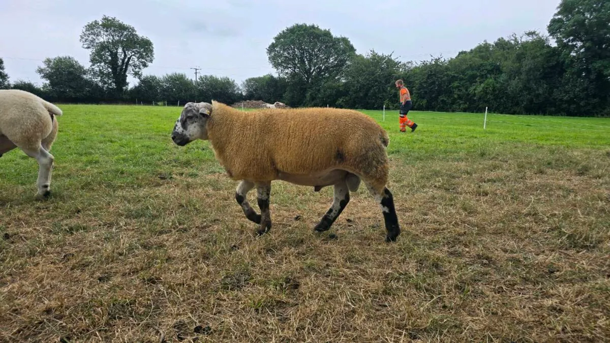 Texel Ram Lambs & Shearling and SuffTex Ram Lambs - Image 4
