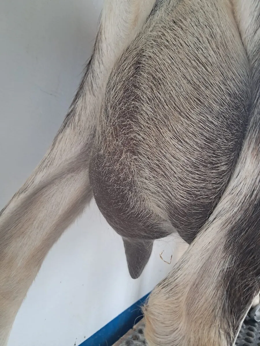 Goats in milk - Image 2