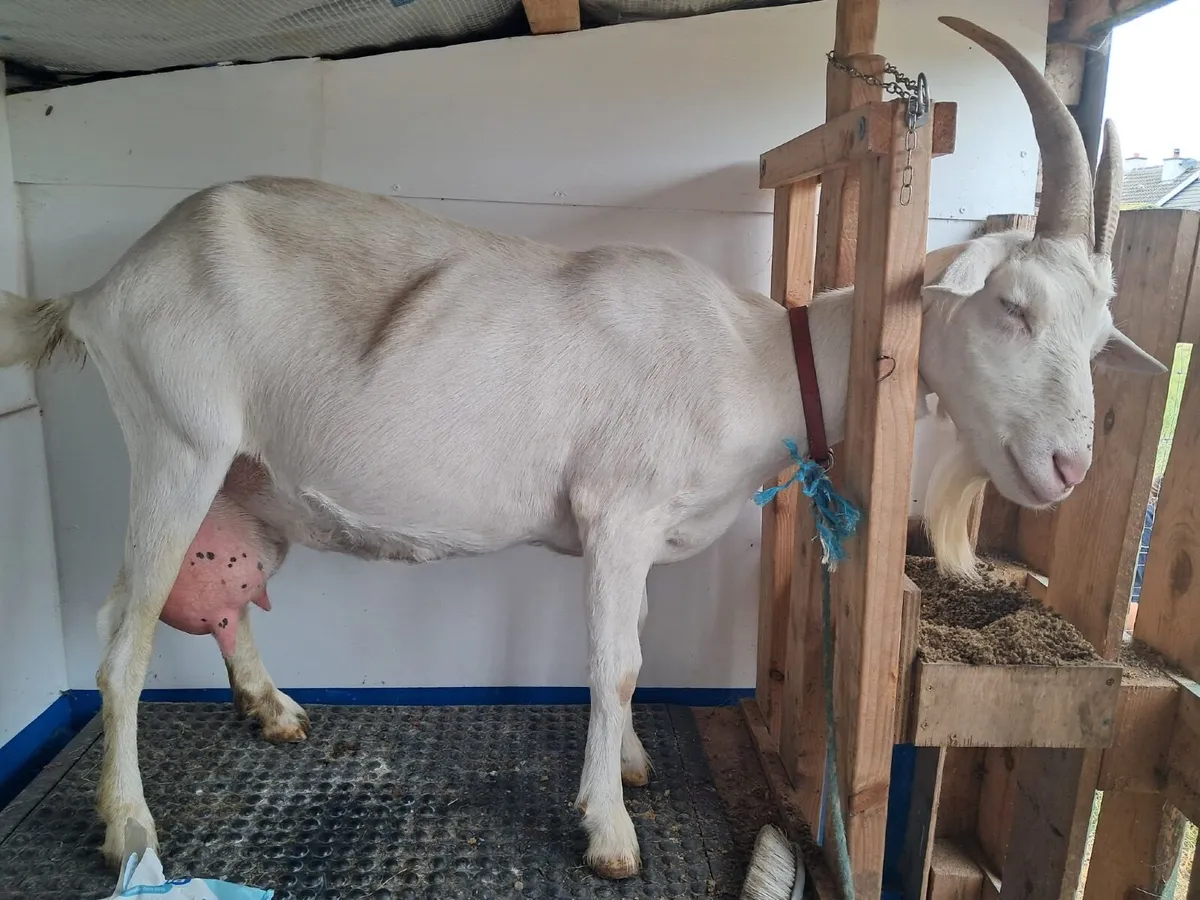 Goats in milk - Image 3