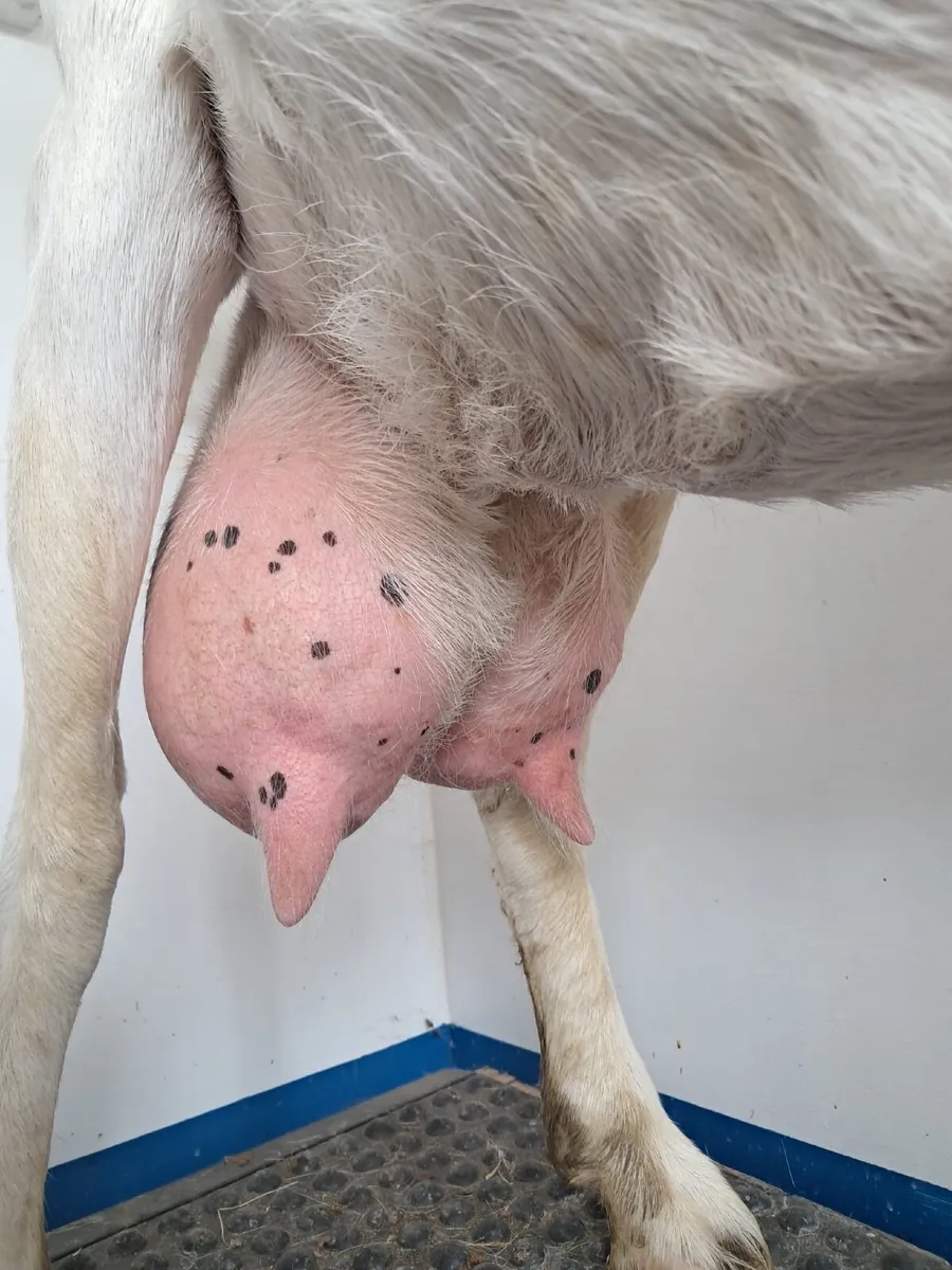 Goats in milk - Image 4