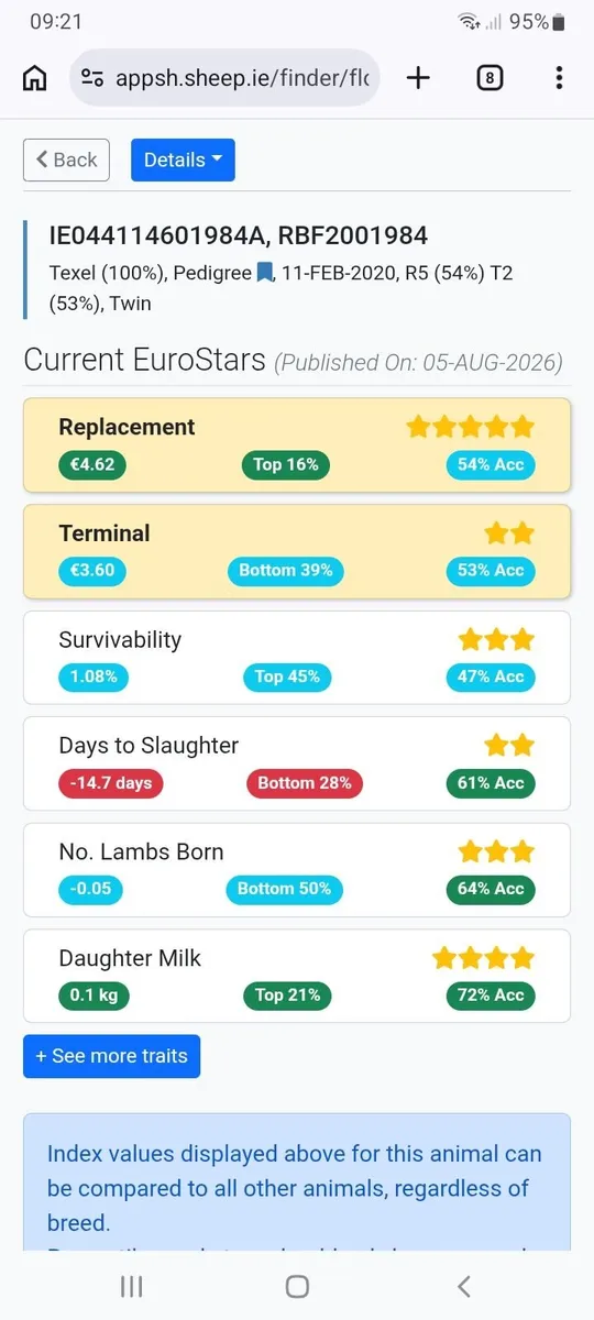 Pedigree Texel Ram - Image 3