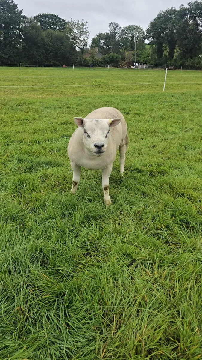 Texel Ram Lambs & Shearling and SuffTex Ram Lambs - Image 3