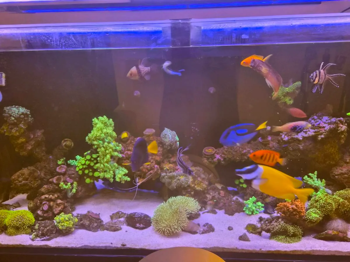 2 AI Blades 39" Coral Grow & Coral Glow Lights - Image 2