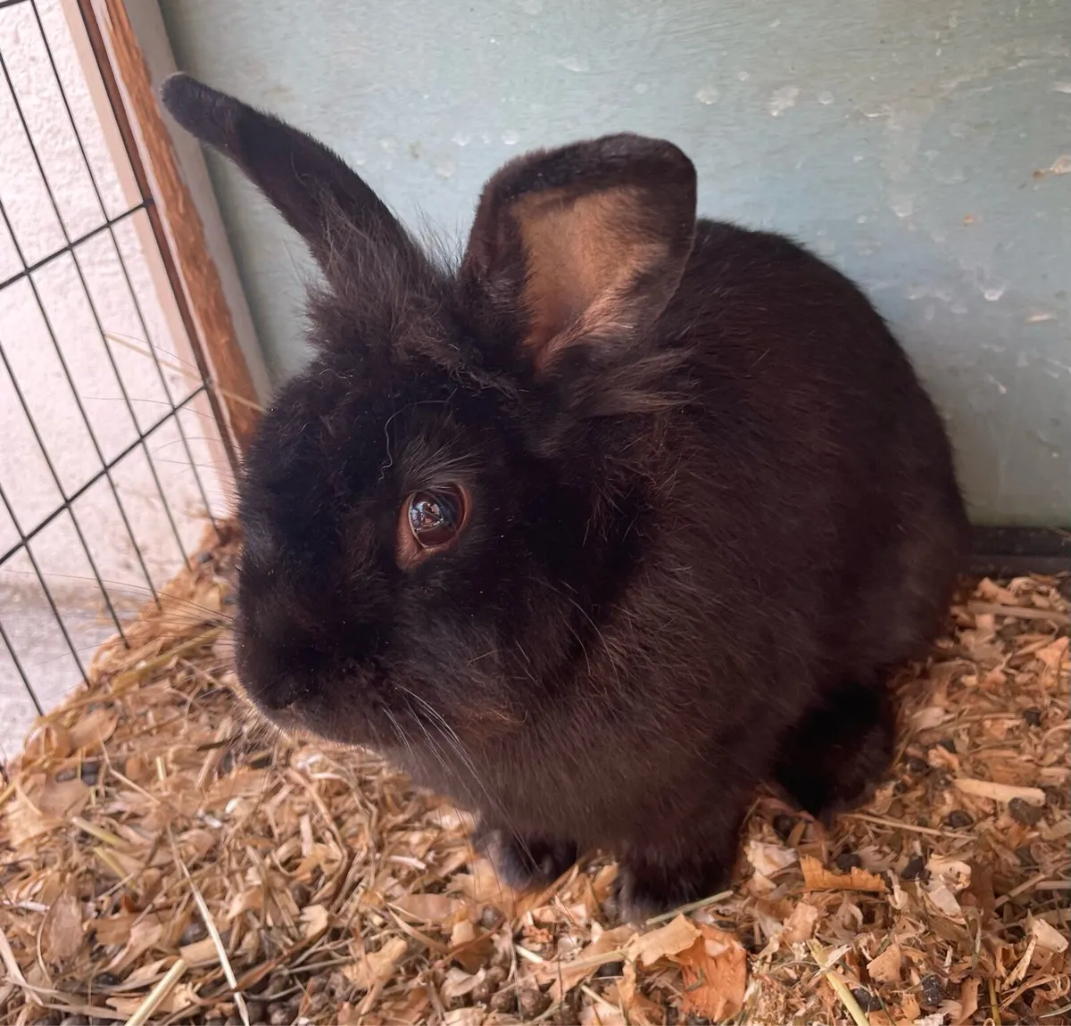 Rabbit - Image 1