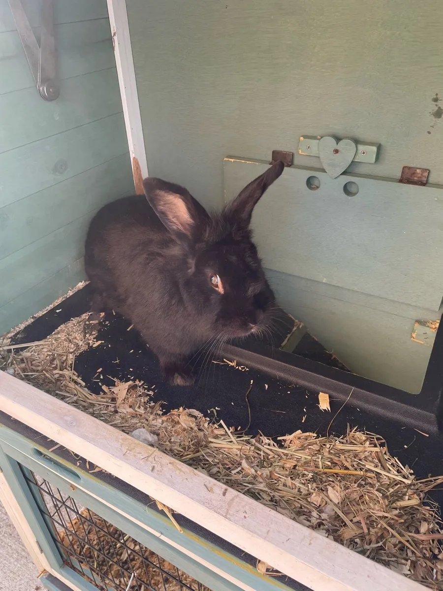 Rabbit - Image 2