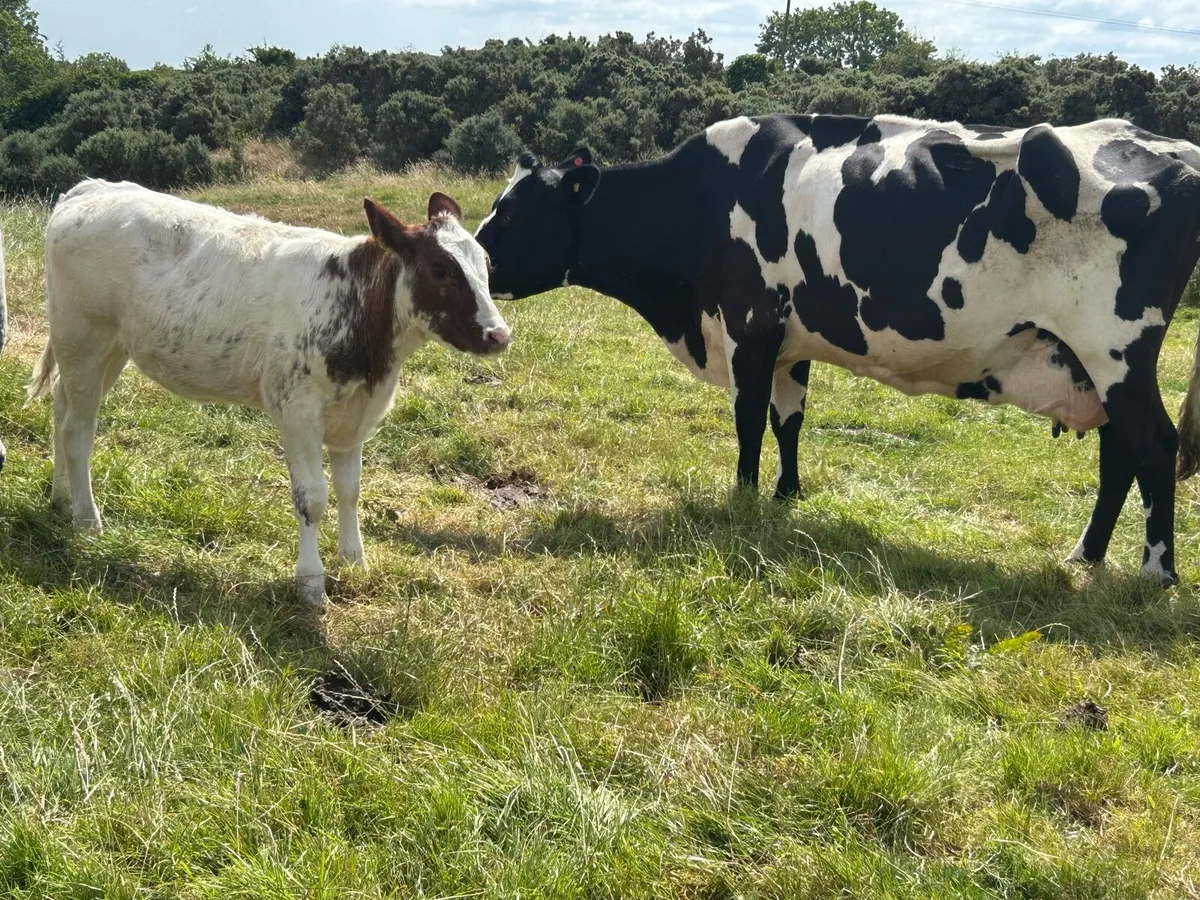 Farming - Image 2