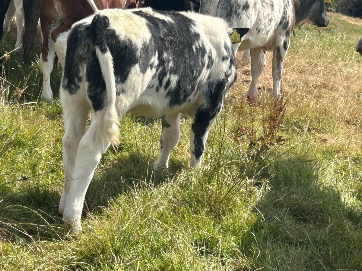 Farming - Image 3