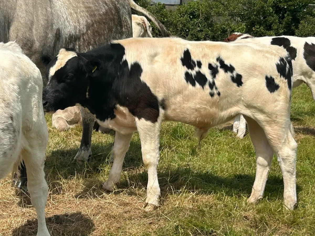 Farming - Image 4