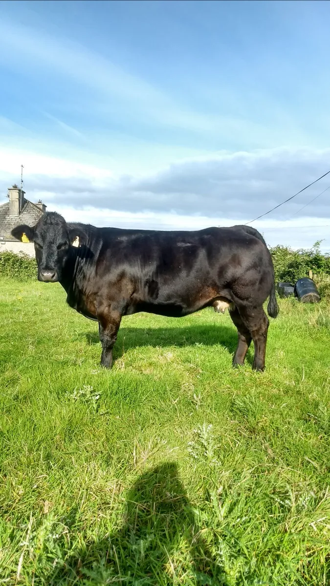 In calf heifers - Image 1