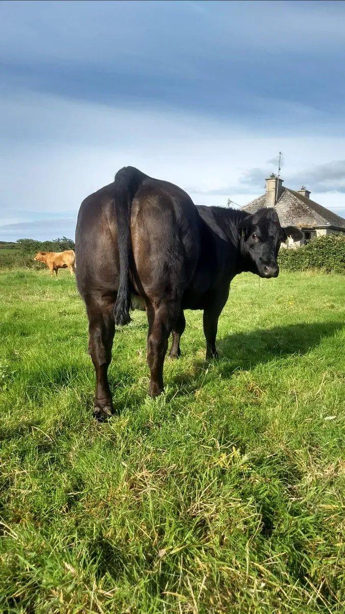 In calf heifers - Image 2