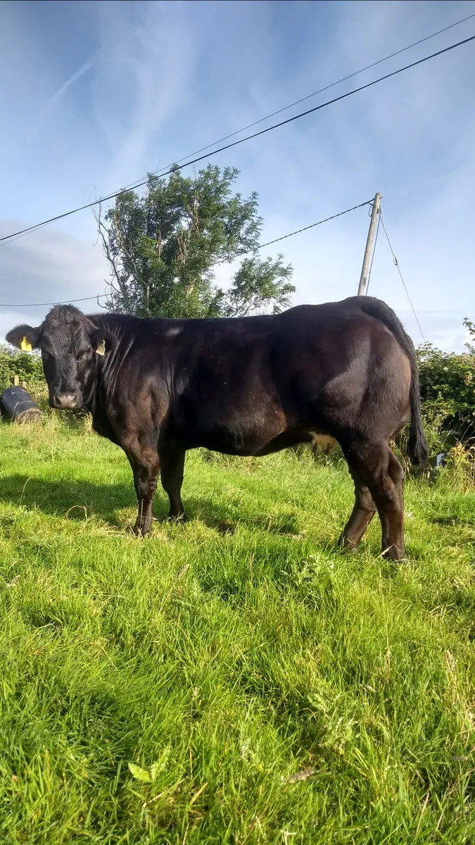 In calf heifers - Image 3