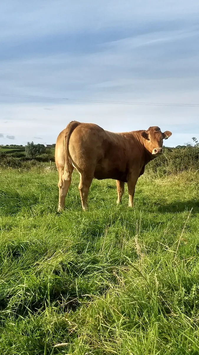 In calf heifers - Image 4
