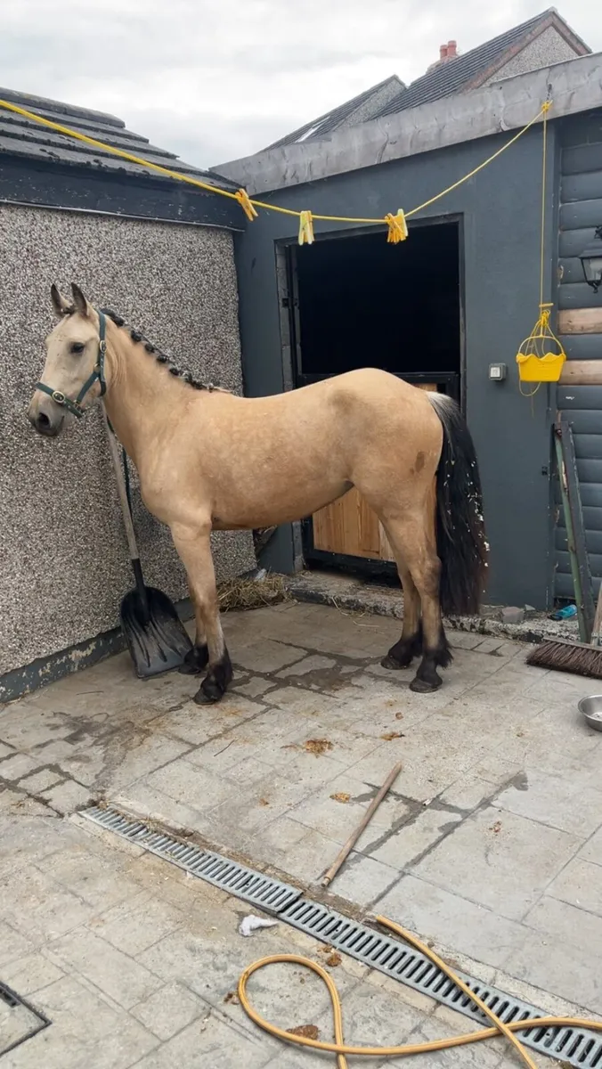 Dun filly - Image 1