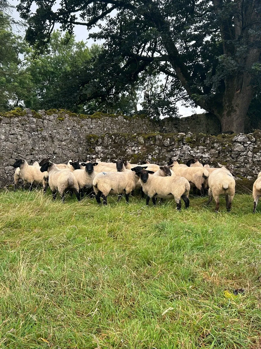 Ewe Hoggets - Image 3