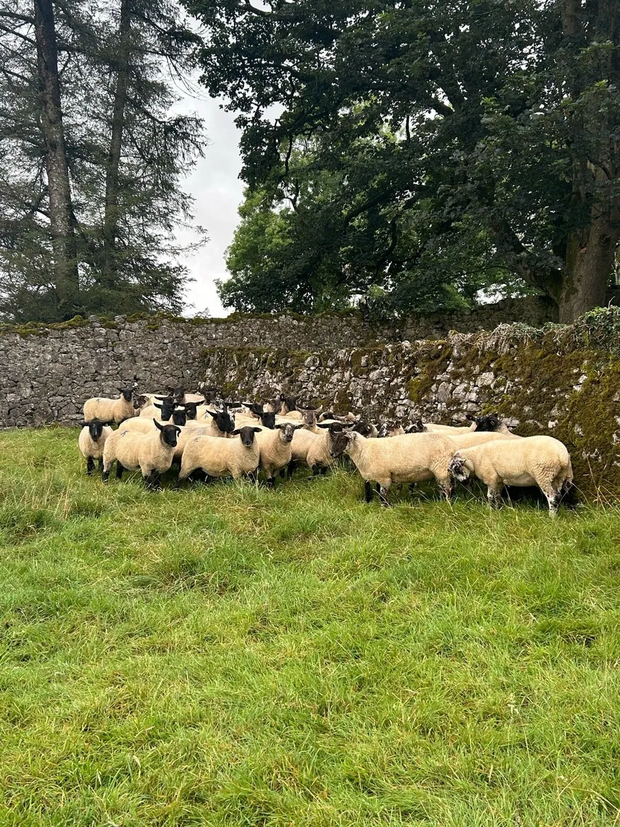 Ewe Hoggets - Image 4