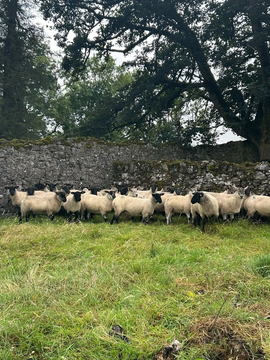 Ewe Hoggets - Image 1