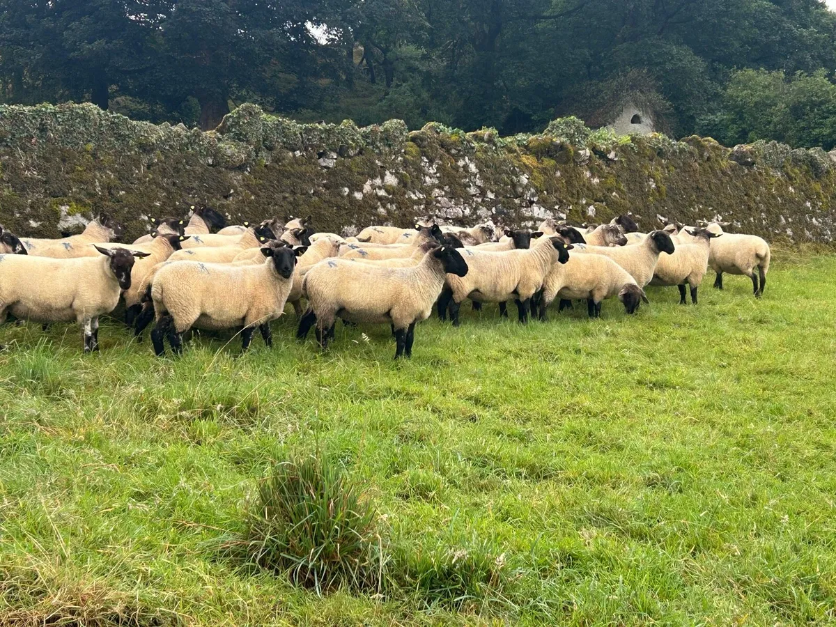 Ewe Hoggets - Image 2