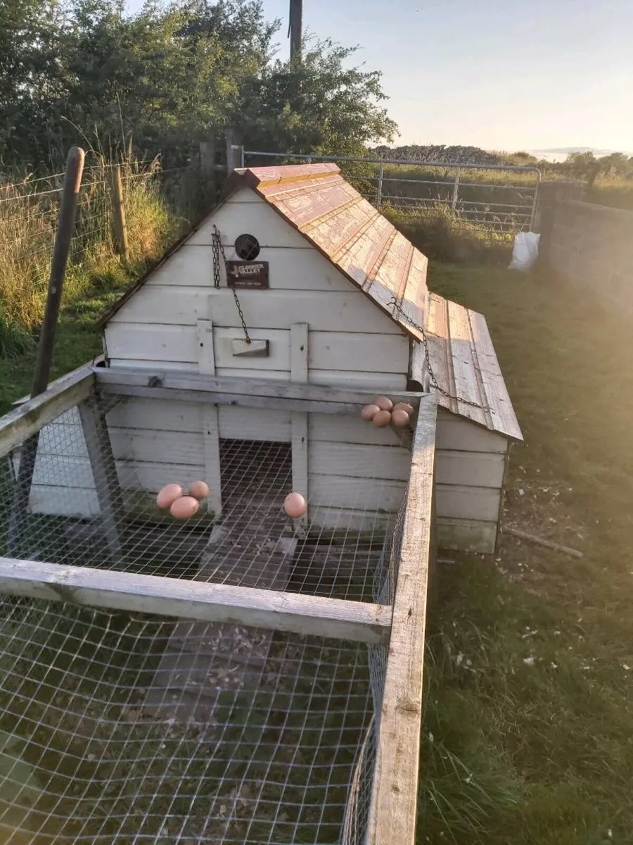 2 Coops and hen's - Image 2