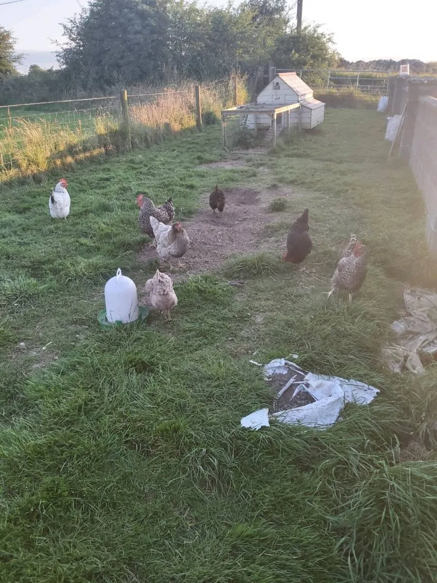 2 Coops and hen's - Image 4