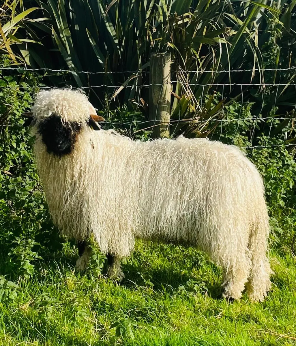 Ram lamb - Image 2