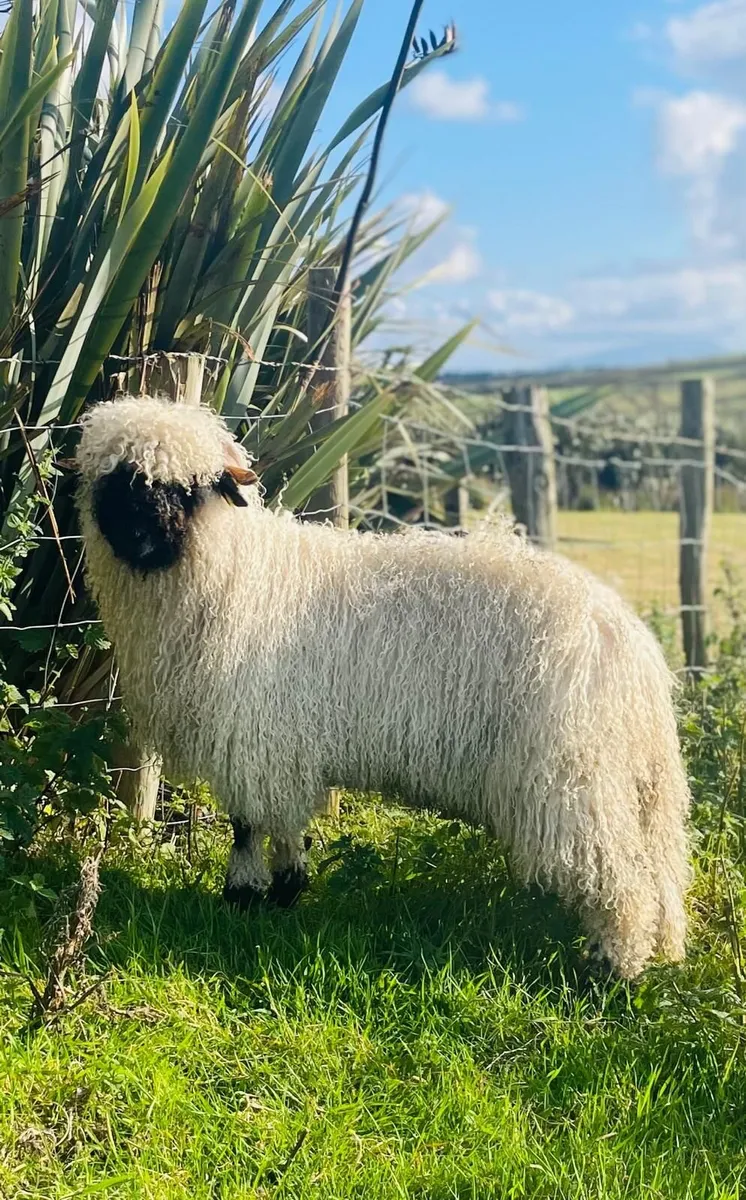 Ram lamb - Image 1
