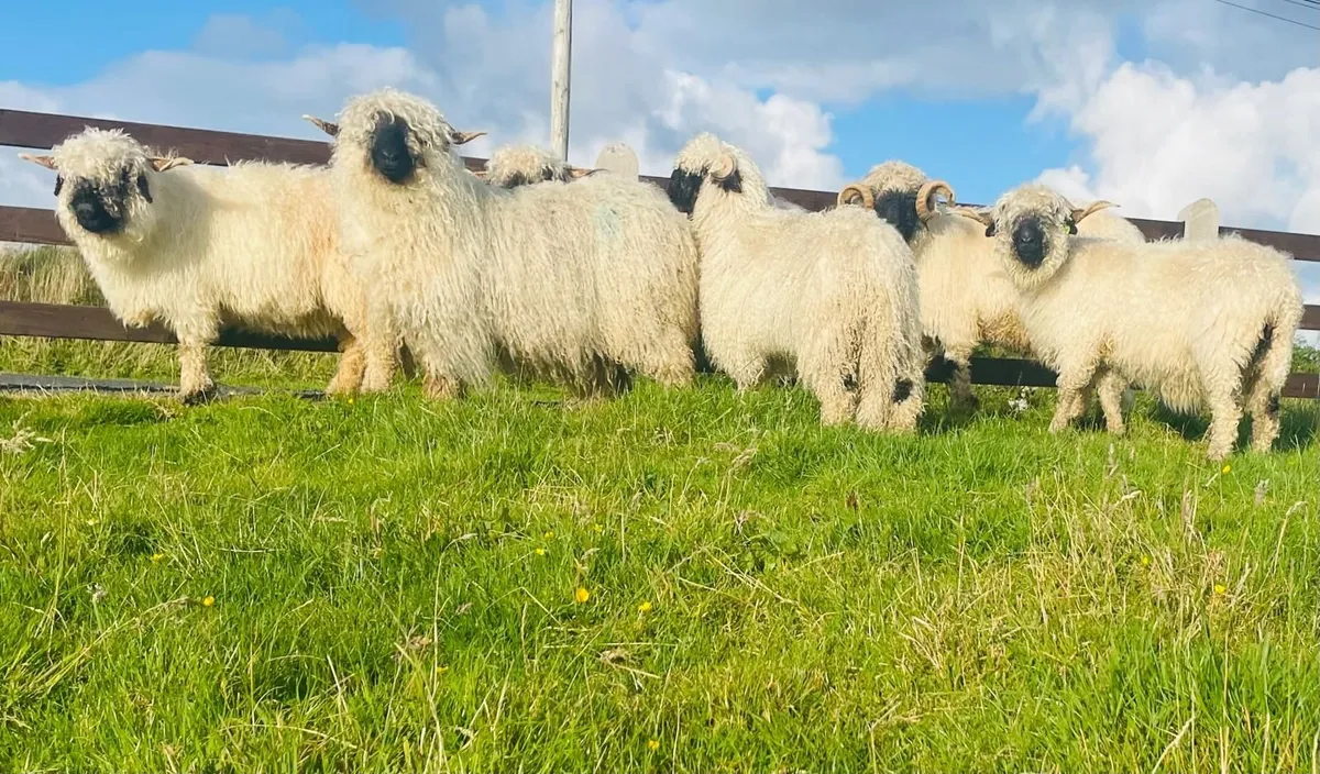 Ram lamb - Image 3