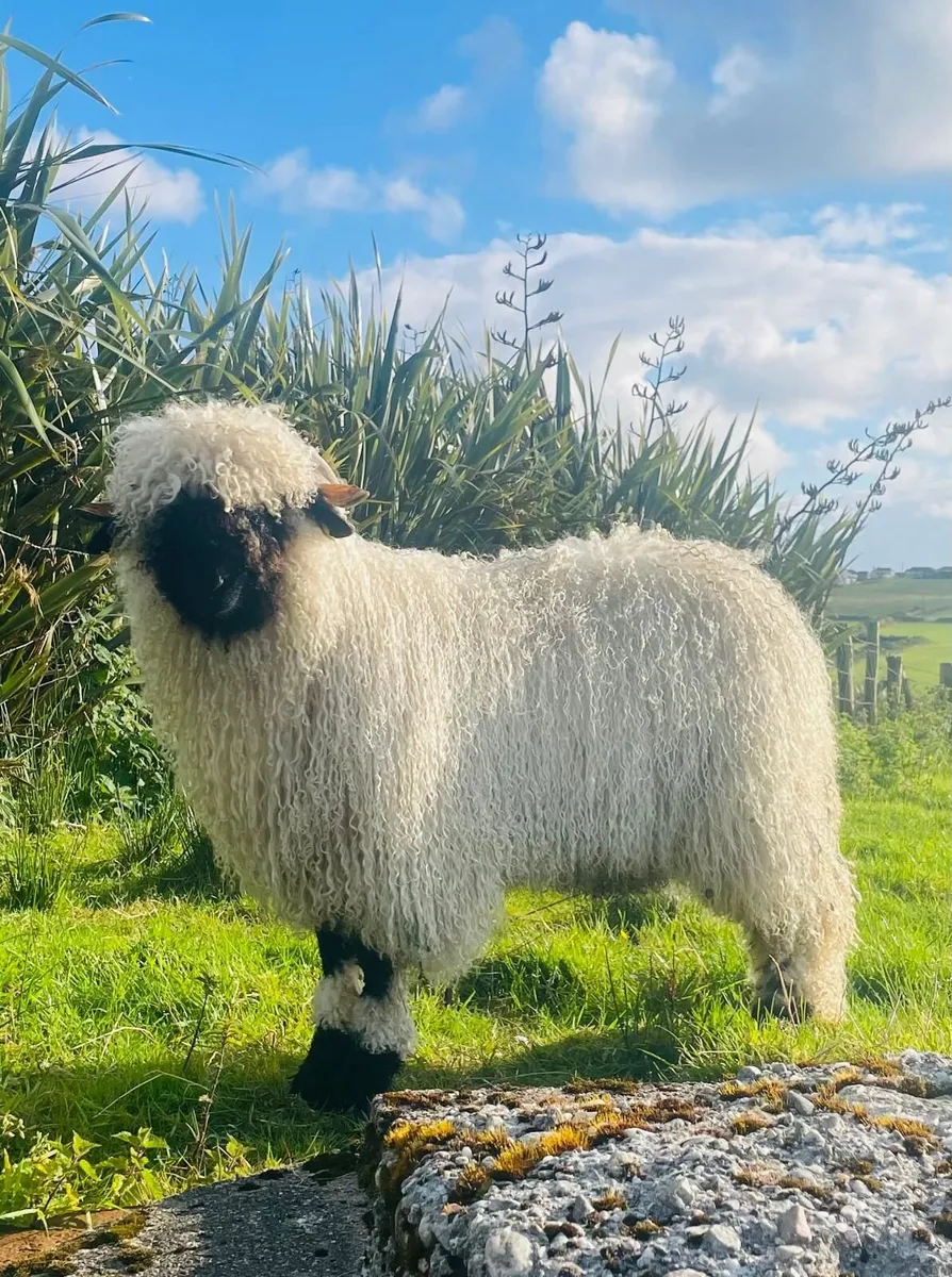 Ram lamb - Image 4