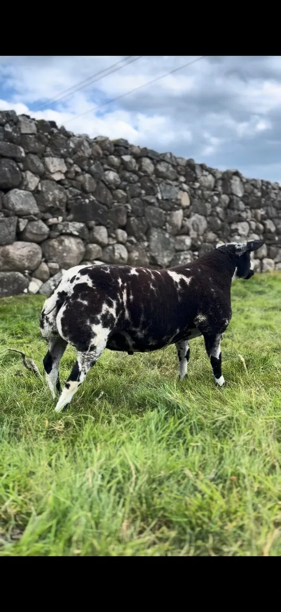 Dutch Spotted Ram Lamb - Image 1