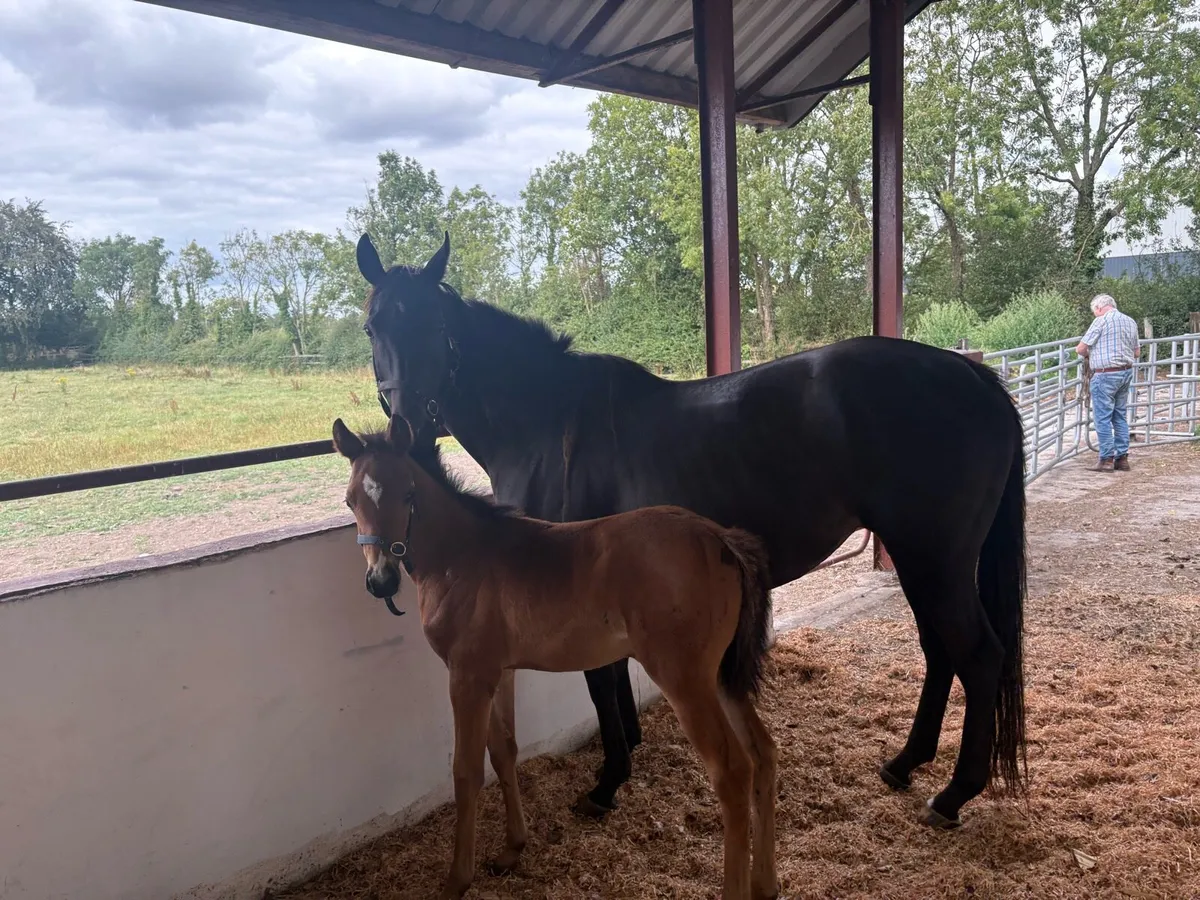 Mare by arcadio filly foal by flag of honour - Image 1